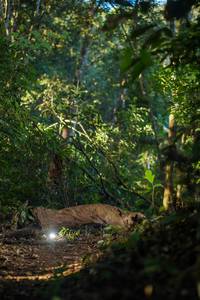 BIB: 
                            <button type="button" onclick="openModal(19245736)" class="btn btn-primary btn-sm float-right btn-popup" data-toggle="modal" data-target=".modal-high-quality">
                        <i class="fas fa-shopping-cart"></i> Add to Cart
                    </button>
                                            <button type="button" onclick="isThisMe(19245736, true)" class="btn btn-success btn-sm float-right btn-popup btn-isme hidden" data-toggle="tooltip" data-placement="bottom" title="นี่คือรูปของคุณใช่ไหม คลิกที่นี่เพื่อเอาเข้าอัลบั้ม">
                        <i class="fas fa-plus"></i> Add to album
                    </button>
                    <button type="button" onclick="isThisMe(19245736, false)" class="btn btn-warning btn-sm float-right btn-popup btn-isnotme hidden">
                        <i class="fas fa-ban"></i> Remove from album
                    </button>